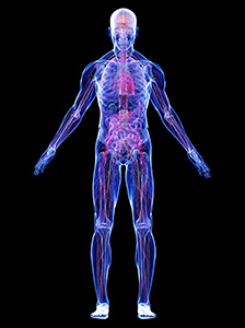 Human-Anatomy-small-2